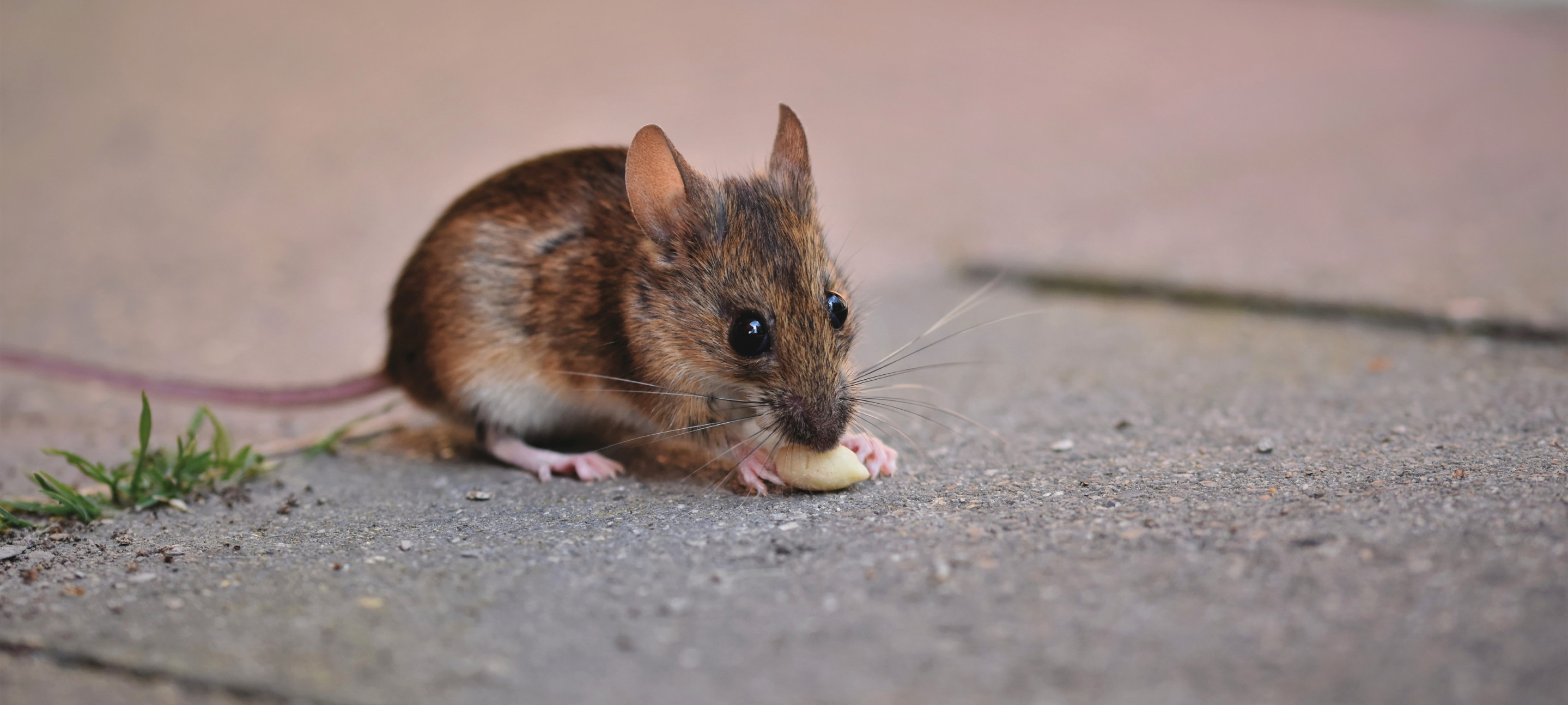 Which Manchester Storage Facilities Guarantee Pest Control?